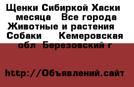 Щенки Сибиркой Хаски 2 месяца - Все города Животные и растения » Собаки   . Кемеровская обл.,Березовский г.